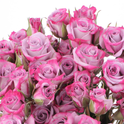 Бордюрні троянди