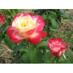 Дабл делайт