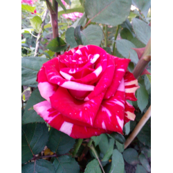 Ароу фолиес