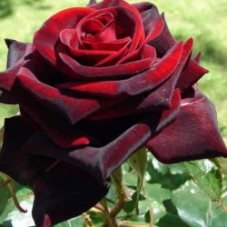 Блэк меджик