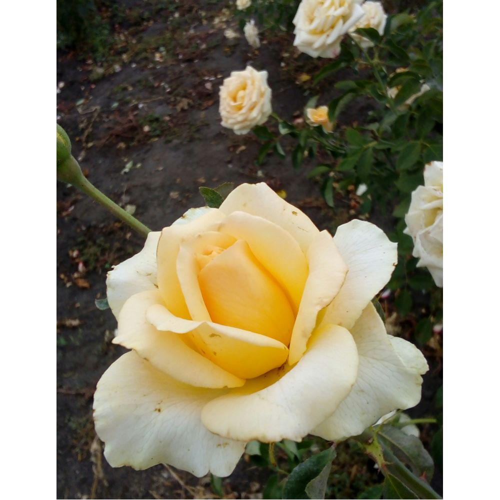 Де ла креме