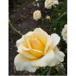 Де ла креме