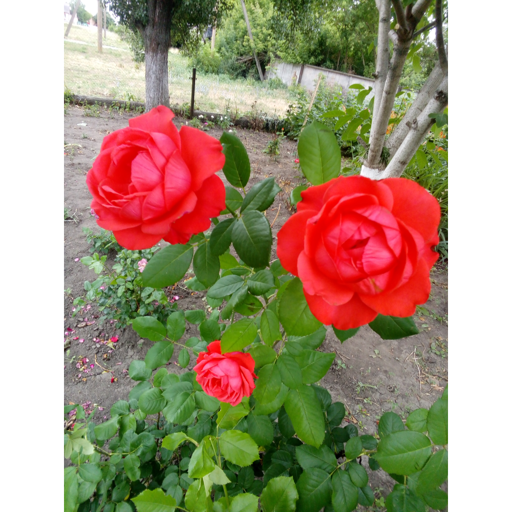 Голд перл штейн