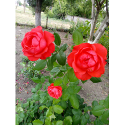 Голд перл штейн