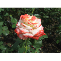 Імператриця фарах