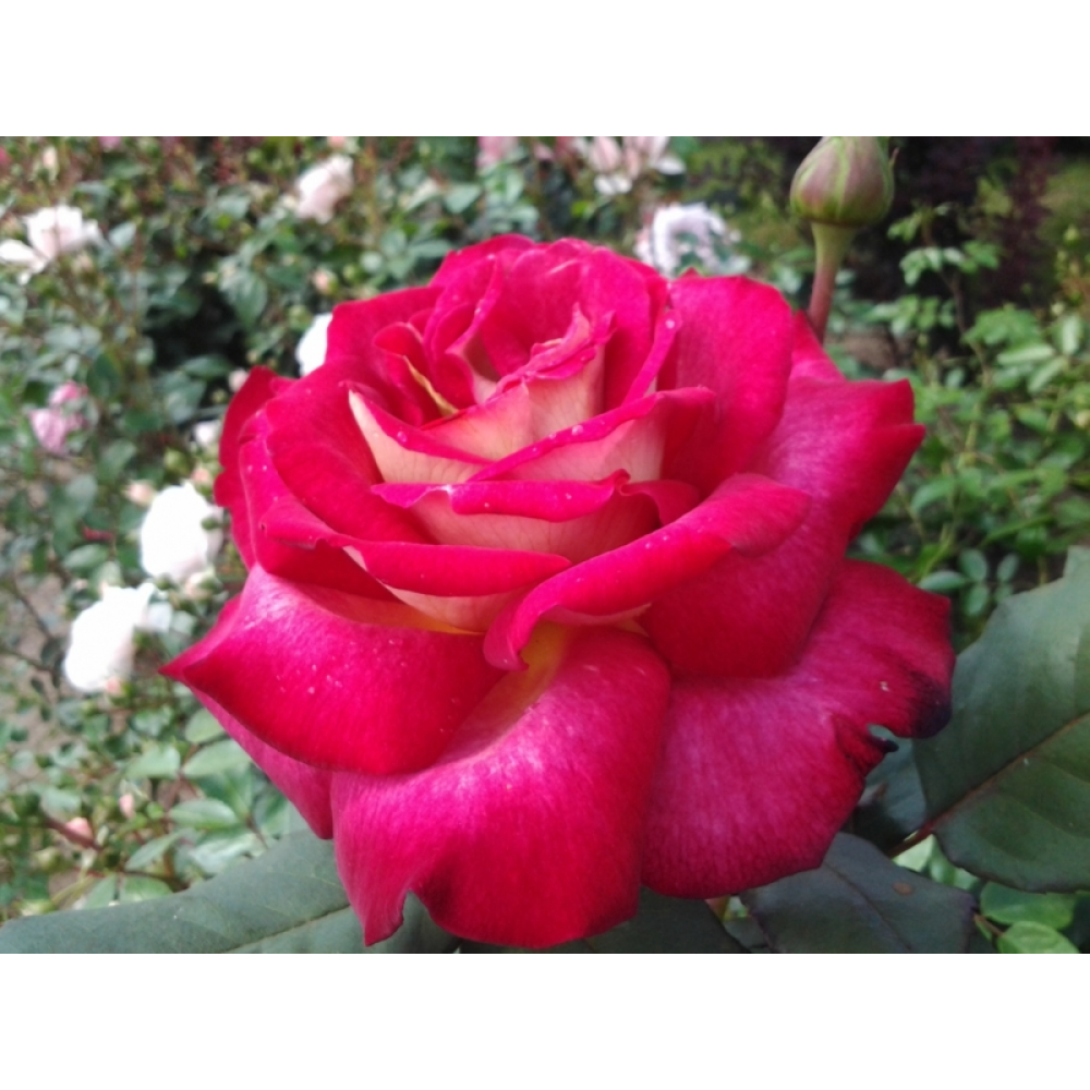 Большой театр