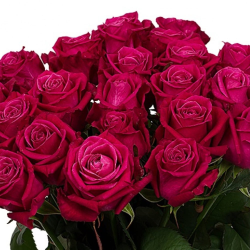 Чайно-гібридні троянди