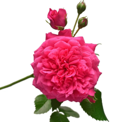 Англійські троянди