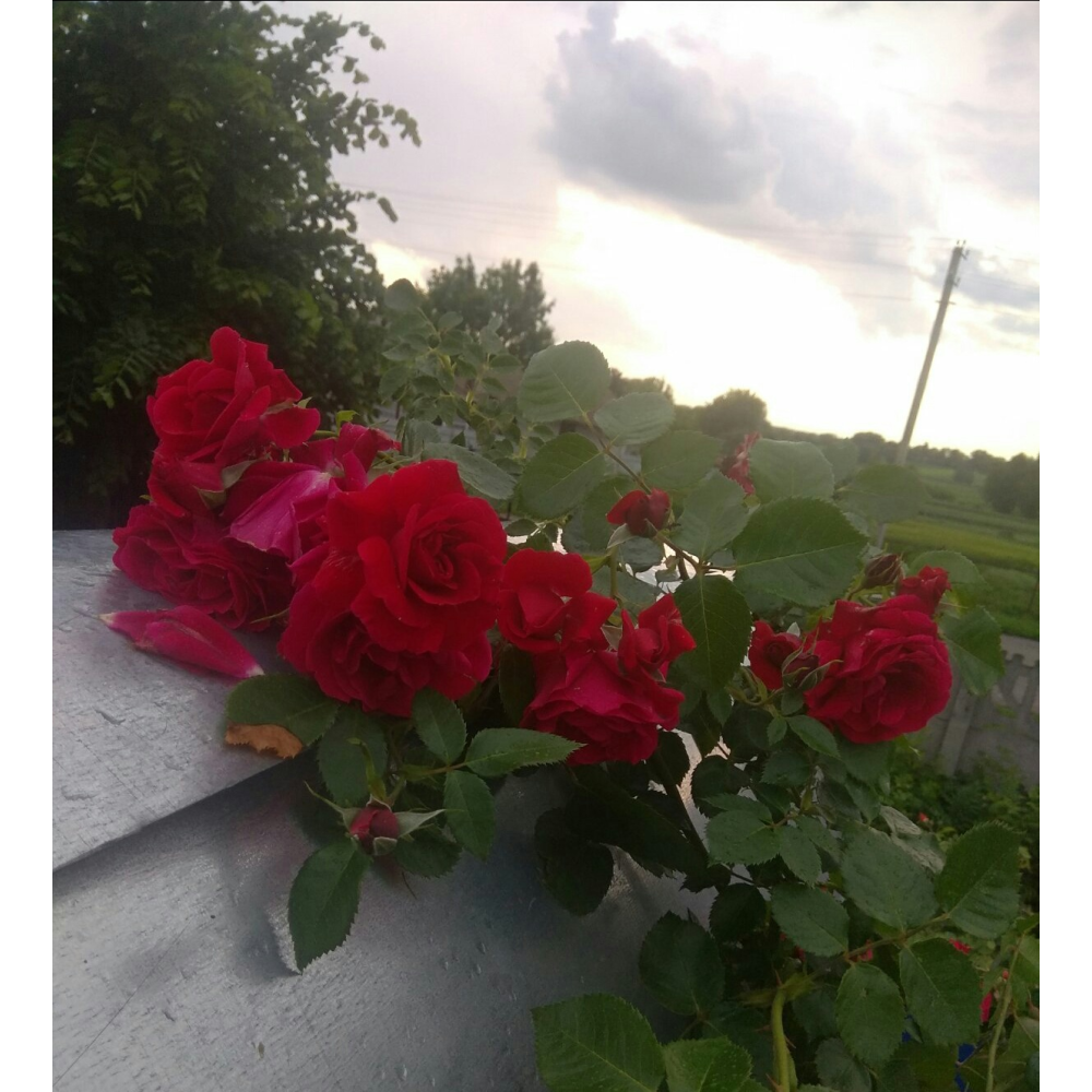 Гранд отель