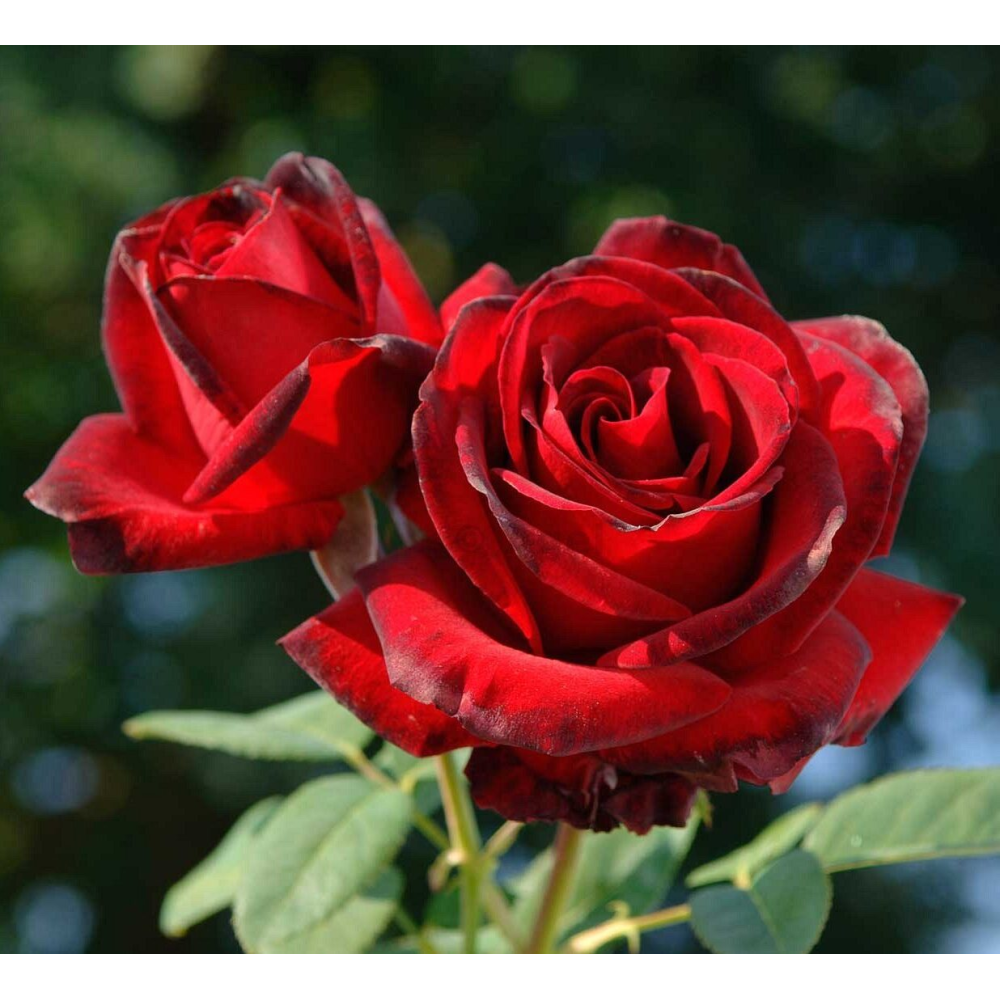 Мессир дельбар