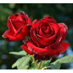 Мессир дельбар