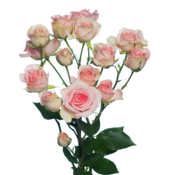 Паркові троянди