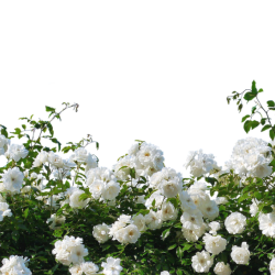 Виткі троянди 