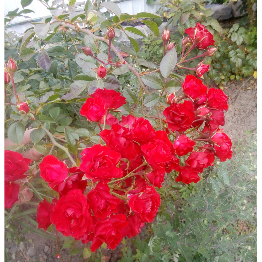 Скарлет Мейландекор