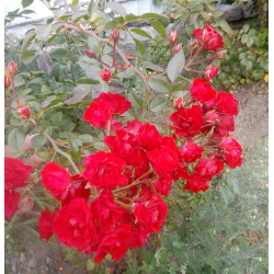 Скарлет Мейландекор