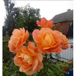 Плетисті та грунтопокривні