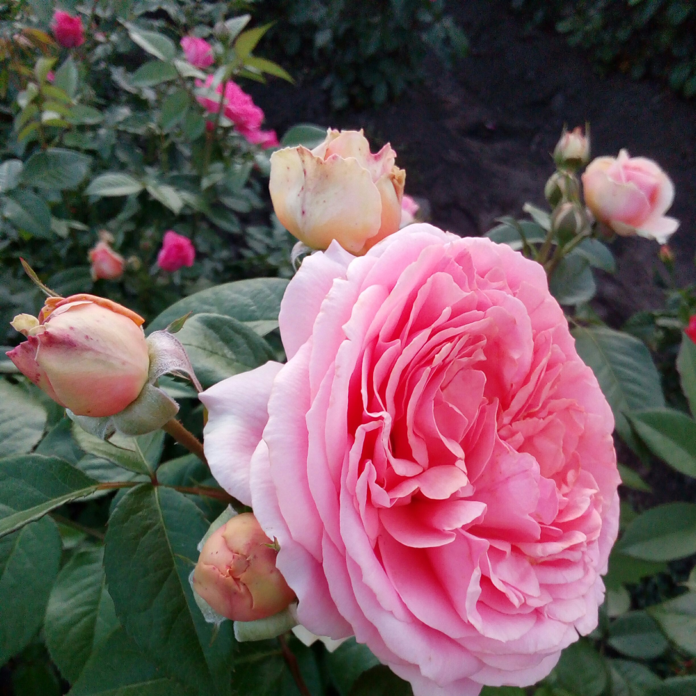 Уильям Морис