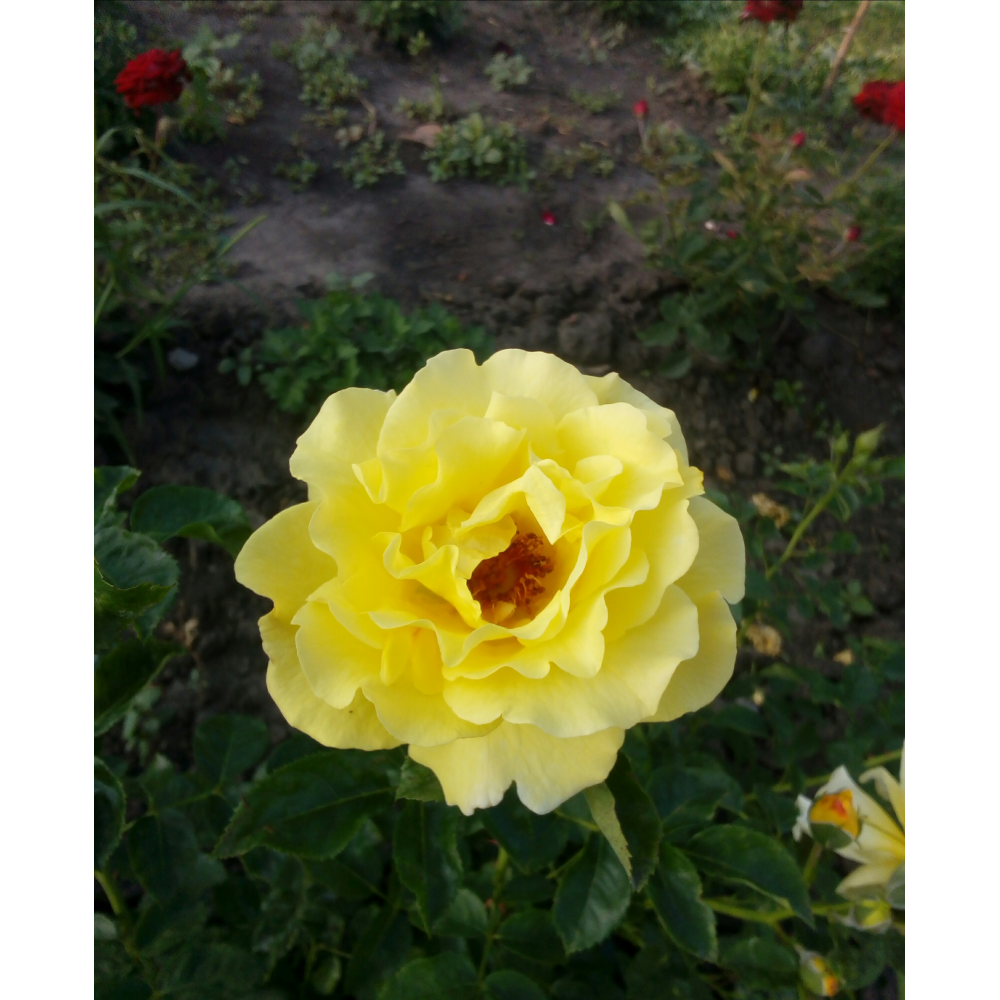 Голден шауер