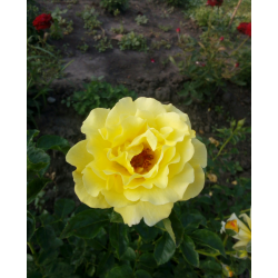 Голден шауер