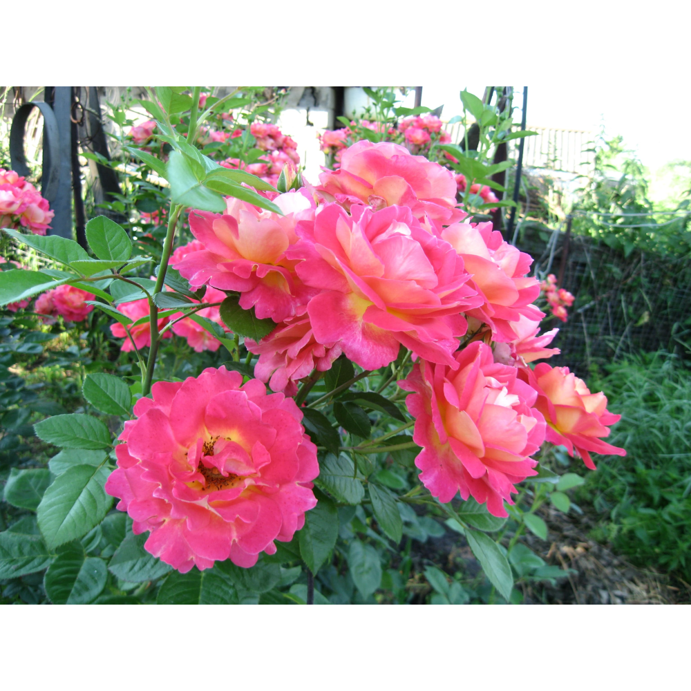 Декор Арлекин