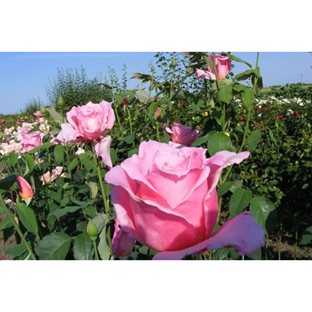 Ельфель Тауер