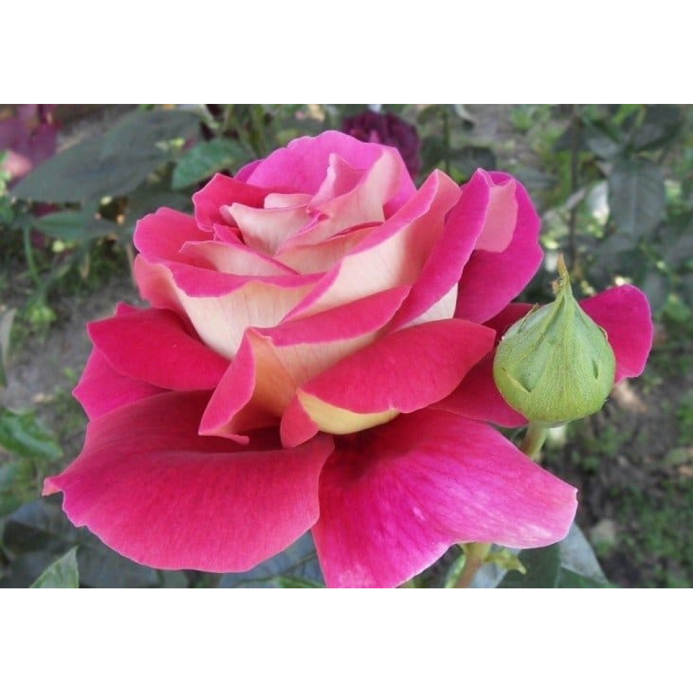 Кроненбург