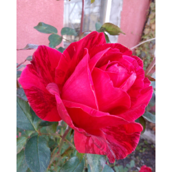 Ред інтуішн