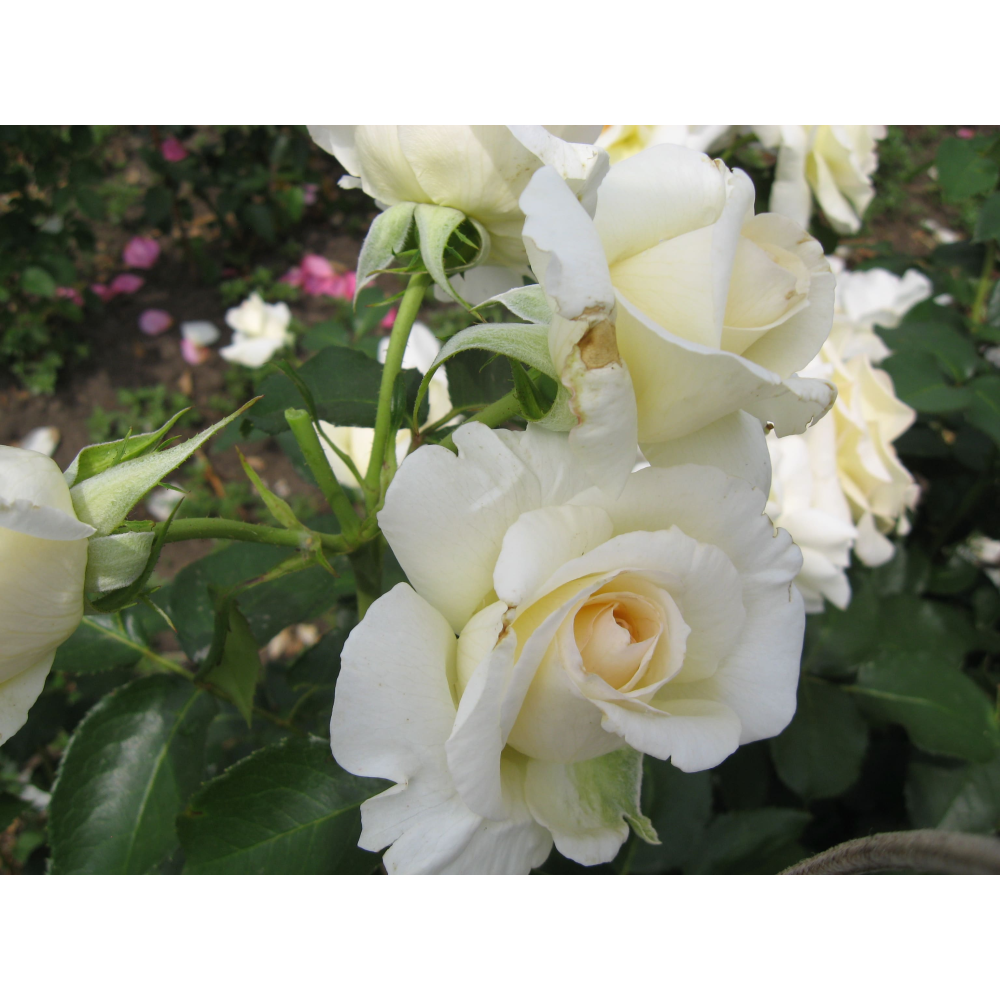 Шнеевальзер