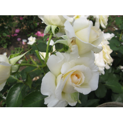 Шнеевальзер