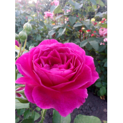 Вільям Шекспір