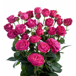 Спрей троянди