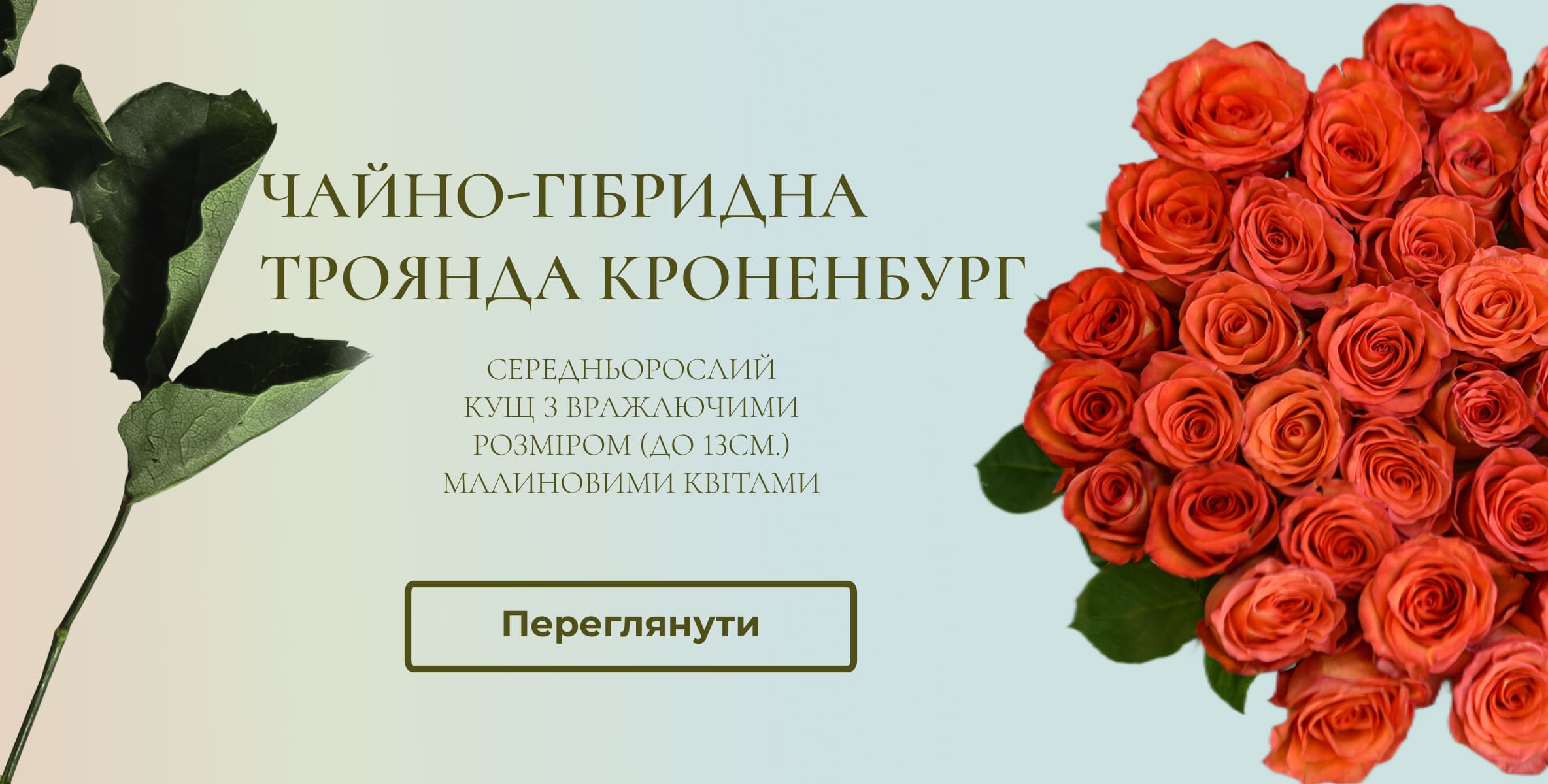 Кроненбург